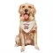 Cream St. Louis Cardinals Matthew Koperniak   Dog & Cat Pet Bandana