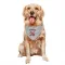 Gray St. Louis Cardinals Matthew Svanson   Dog & Cat Pet Bandana