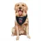 Navy St. Louis Cardinals Matthew Svanson   Dog & Cat Pet Bandana