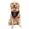 Navy St. Louis Cardinals Tink Hence   Dog & Cat Pet Bandana