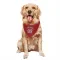 Red St. Louis Cardinals Matthew Koperniak   Dog & Cat Pet Bandana