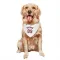 White St. Louis Cardinals Matthew Koperniak   Dog & Cat Pet Bandana